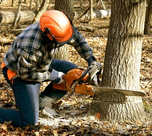 Tree Removal in Okoboji, IA